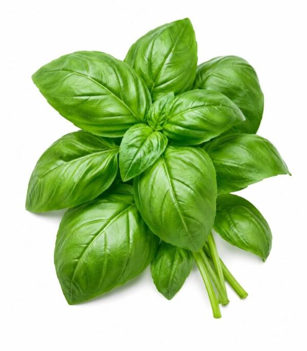 Basilic frais - حبق