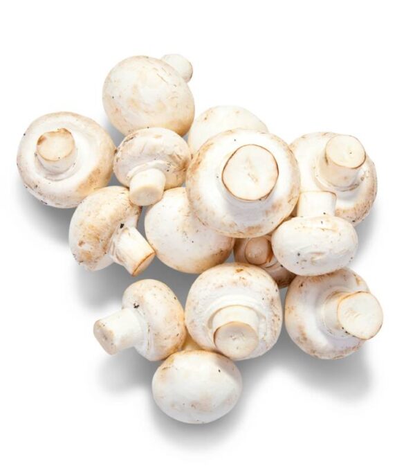 Champignon - فطر